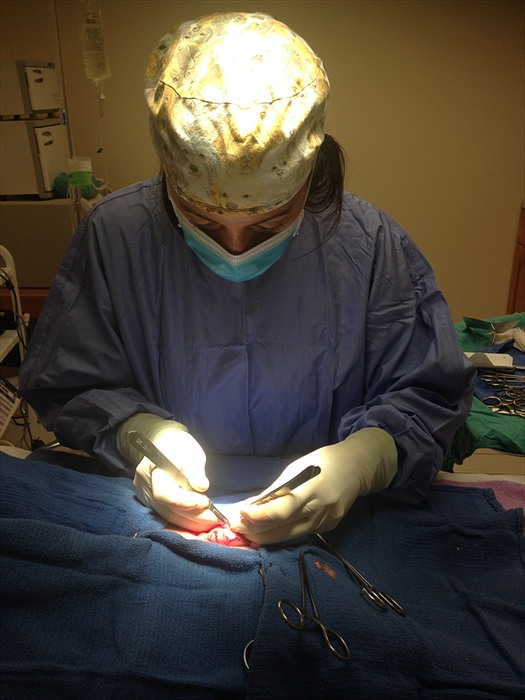 Anesthesia for Pets.....What you need to know! Pink and Blue Magazine